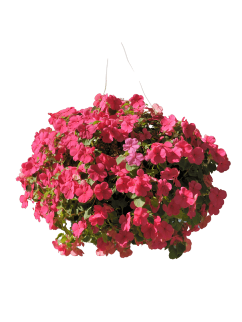 Bougainvillea hanging basket