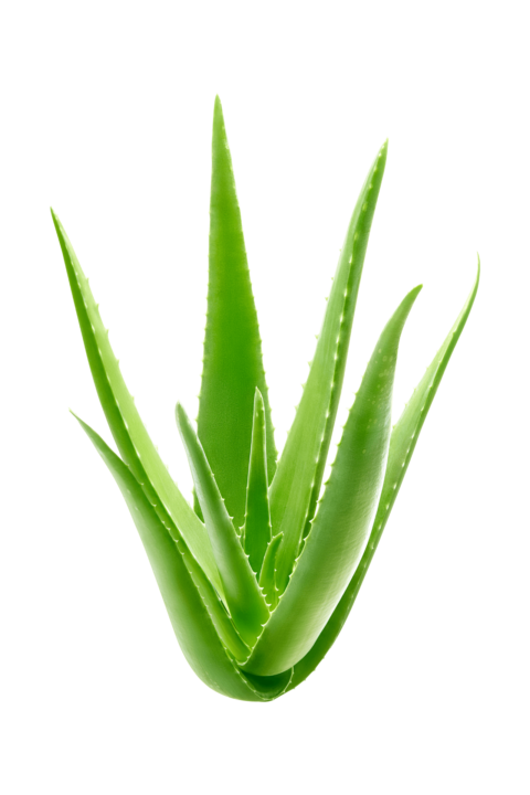 Aloe Vera Airbnb plant