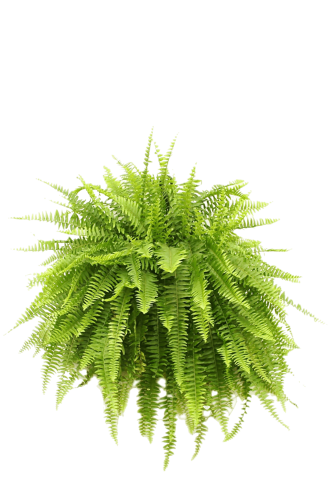 Boston fern