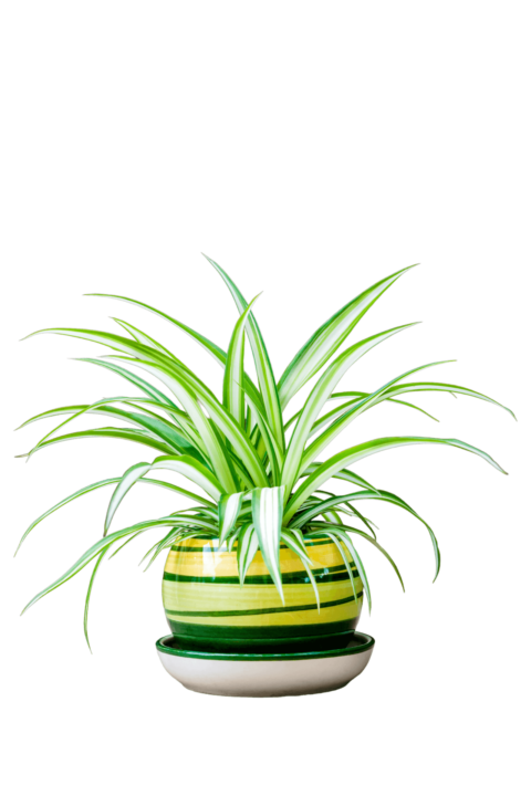 Spider plant - Airbnb plants
